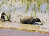 Water Buffalo Ploughing Rice Field  Sagada Town  the Cordillera Mountains  Luzon  Philippines