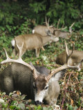 Mule Buck Deer with an Impressive Set of Antlers  Yosemite National Park  California  USA