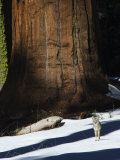 Coyote Dwarfed by a Tall Sequoia Tree Trunk in Sequoia National Park  California  USA