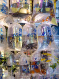 Fish in Bags in Tung Choi Street  Mongkok  Hong Kong  China