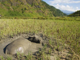 Water Buffalo in Mud Pool in Rice Field  Sagada Town  the Cordillera Mountains  Luzon  Philippines