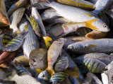 Mutrah Fish Market  Muscat  Oman  Middle East