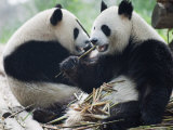 Giant Panda Eating Bamboo at Chengdu Panda Reserve  Sichuan Province  China
