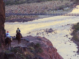 Mules Taking Tourists Along the Colorado River Trail  Grand Canyon  Arizona  USA