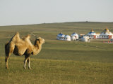 Camel with Nomad Yurt Tents in the Distance  Xilamuren Grasslands  Inner Mongolia Province  China
