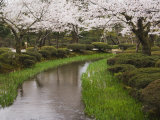 Cherry Blossom in Kenrokuen Garden  Kanazawa  Honshu Island  Japan