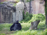 Gorilla Sitting at Beijing Zoo  Beijing  China
