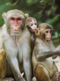 Monkey Island Research Park  Hainan Province  China