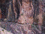 Mules Taking Tourists Along the Colorado River Trail  Grand Canyon  Arizona  USA