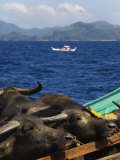 Cargo and Passenger Ferry  Palawan Province  Philippines  Southeast Asia