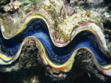 Close-Up of a Giant Clam's Mouth  Red Sea  Middle East