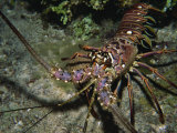 Close-Up of a Spiny Lobster  Caribbean Sea  Central America
