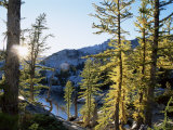 Alpine Larch Trees  Enchantment Lakes  Alpine Lakes Wilderness  Washington State  USA