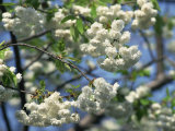 Close-Up of White Spring Blossom on a Tree in London  England  United Kingdom  Europe