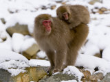 Japanese Macaque  Mother Carrying Baby Through the Snow  Joshin-Etsu National Park  Honshu  Japan