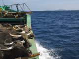 Cargo and Passenger Ferry  Palawan Province  Philippines  Southeast Asia