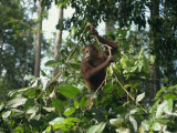Orangutan  Sepilok Orangutan Rehabilitation Center  Sabah  Malaysia  Borneo  Southeast Asia