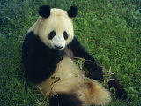 Giant Panda  Sichuan Province  China