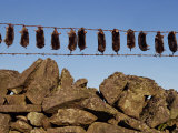 Moles Strung Up on Wire Fence  England  United Kingdom  Europe