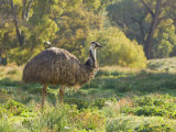 Emu  Flinders Ranges National Park  South Australia  Australia  Pacific