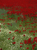 Wild Poppies  Anatolia  Turkey Minor  Eurasia