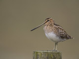 Snipe  Upper Teesdale  County Durham  England  United Kingdom  Europe