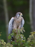 Kestrel  Captive  United Kingdom  Europe
