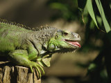 Green Iguana  Bali  Indonesia  Southeast Asia