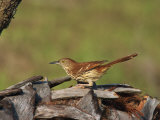 Brown Thrasher  South Florida  United States of America  North America
