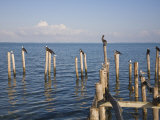 Birds on Jetty Posts  Caye Caulker  Belize  Central America