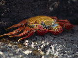 Close-Up of Sally Lightfoot Crab  Santa Cruz Island  Galapagos Islands  Ecuador  South America