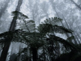Mountain Ash Trees and Tree Ferns in Fog  Dandenong Ranges  Victoria  Australia