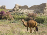Camels  Ancient Merv  Mary  UNESCO World Heritage Site  Turkmenistan  Central Asia