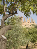 Olive and Almond Trees and the Temple of Juno  Valley of the Temples  Agrigento  Sicily  Italy