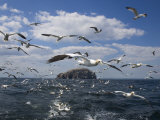 Gannets in Flight  Following Fishing Boat Off Bass Rock  Firth of Forth  Scotland