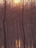 Bare Trees Silhouetted by Winter Sunset  and Reflected in Pond