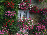 Farmhouse Window Surrounded by Flowers  Ille-et-Vilaine  Brittany  France  Europe