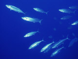 Double Lined Mackerel  Red Sea  Egypt  North Africa  Africa