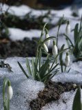Snowdrops in Spring