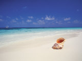 Shell on a Deserted Beach  Maldives  Indian Ocean