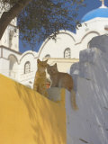 Cats in Akrotiri  Santorini  Cyclades  Greek Islands  Greece  Europe