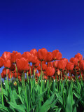Tulip Field  Holland  Europe