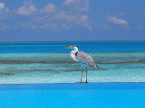 Blue Heron Standing in Water  Maldives  Indian Ocean