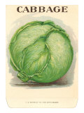 Cabbage  Illustration