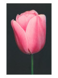 Pink Tulip