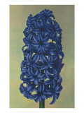 Hyacinth