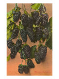 Blackberries