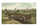 Watermelon in Cart  Lodi  California