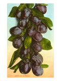 Cluster of Prunes