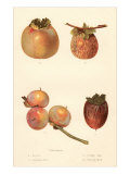Varieties of Persimmon